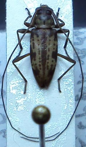 Réf. 54 105 : Anisopodus sp.