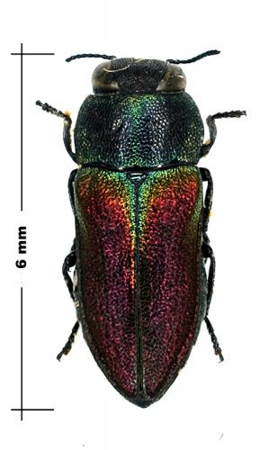 Réf. 54 933 : Anthaxia praeclara
