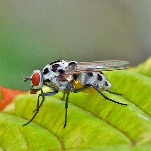 Anthomyia pluvialis