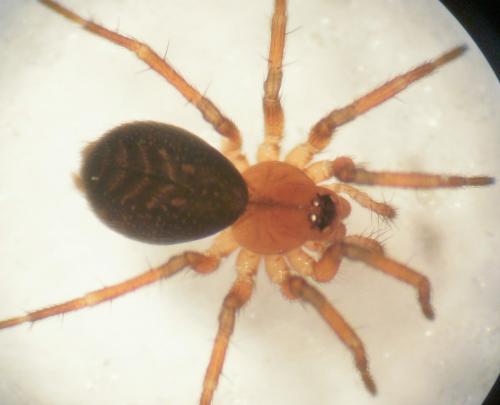Antistea elegans