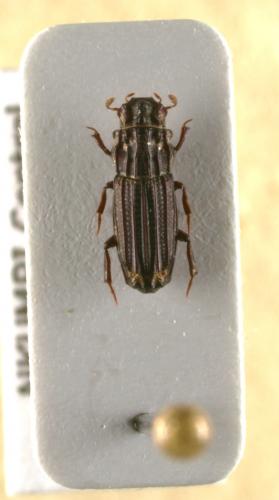 Rhyparus suturalis