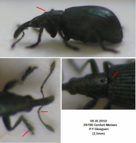 Réf. 54 666 : Ischnopterapion virens