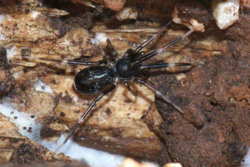 Liophrurillus flavitarsis