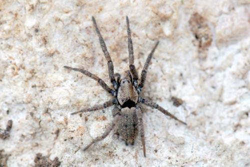 Nomisia sp.