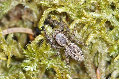 Marpissa muscosa