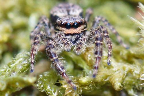Marpissa muscosa