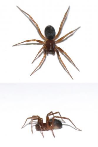 Zodarion italicum