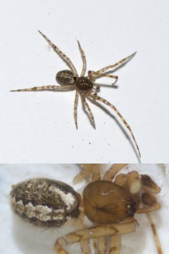 Réf. 54 794 : Theridion melanurum