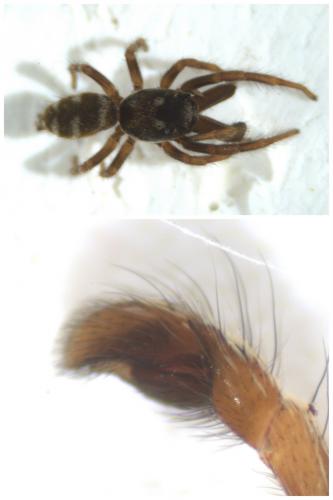 Salticus scenicus