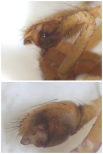 Réf. 54 795 : Theridion melanurum