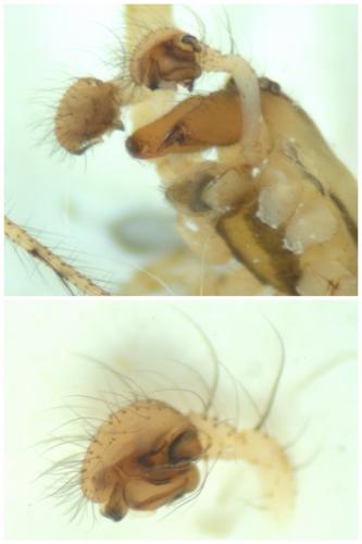 Réf. 54 091 : Zygiella x-notata