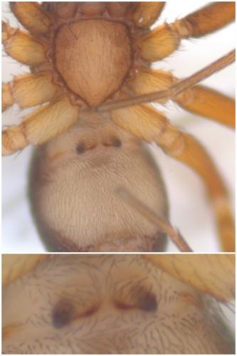 Zodarion italicum