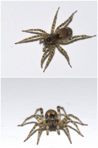 Arctosa perita