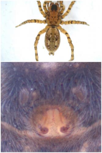 Arctosa perita