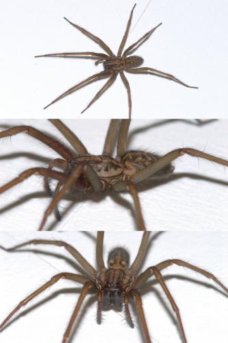 Eratigena saeva