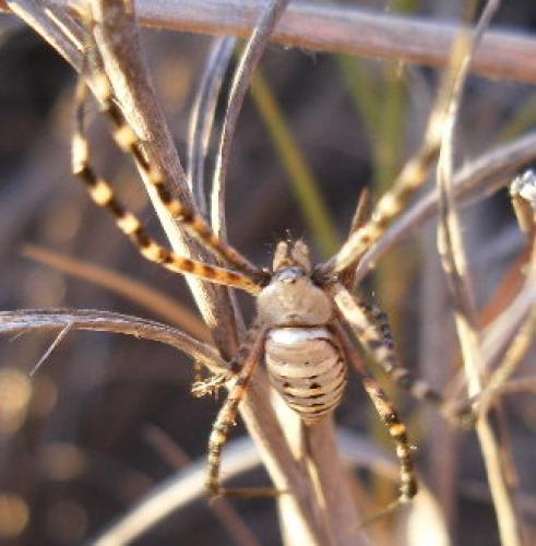 Réf. 54 125 : Argiope coquereli