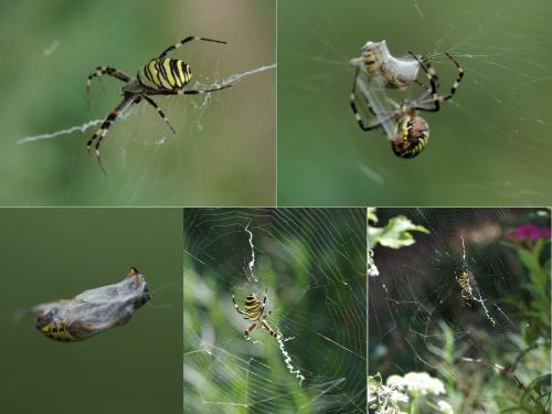Argiope bruennichi