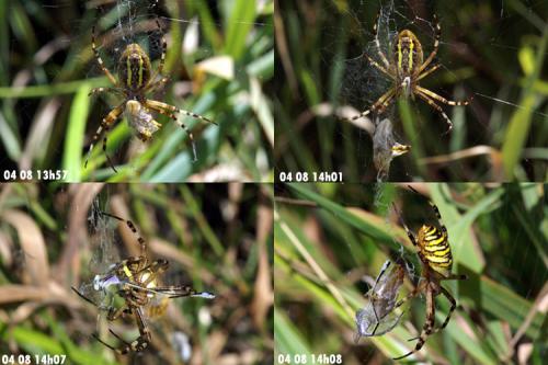 Réf. 54 188 : Argiope bruennichi