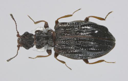 Réf. 54 054 : Cartodere nodifer