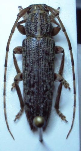 Ataxia obscura