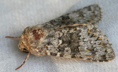 Réf. 54 815 : Hecatera dysodea