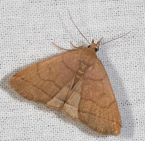 Herminia tarsipennalis