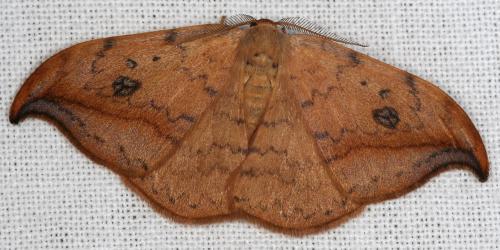 Drepana falcataria