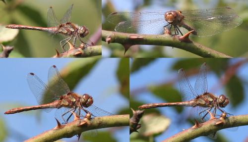 Sympetrum striolatum