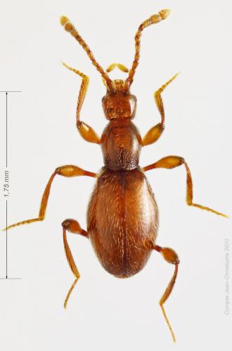 Réf. 54 690 : Scydmaenus perrisi
