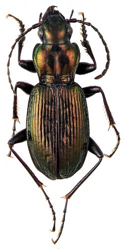 Pterostichus rutilans