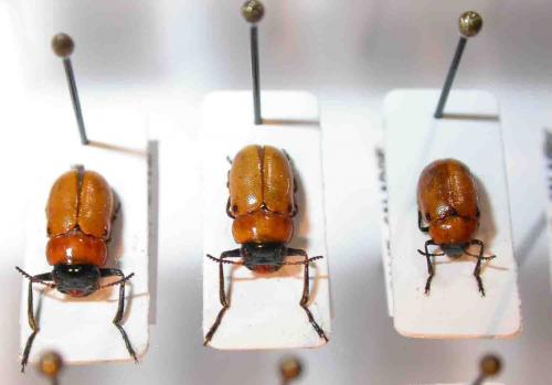 Réf. 54 248 : Tituboea sexmaculata