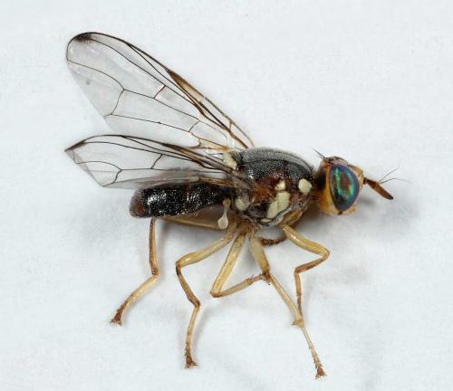 Réf. 54 952 : Bactrocera oleae