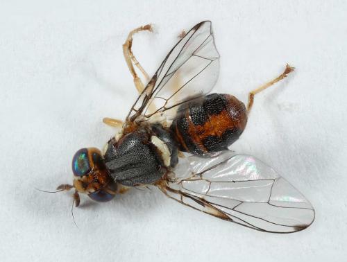 Réf. 54 953 : Bactrocera oleae