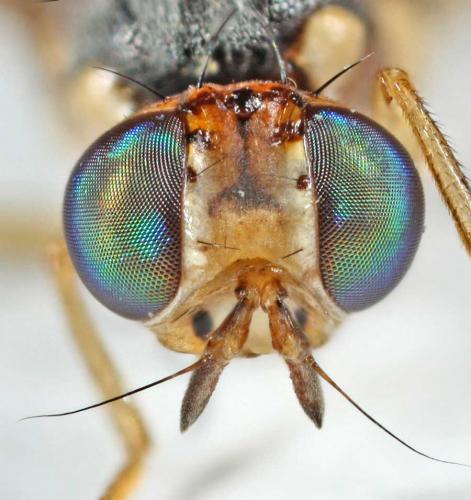 Bactrocera oleae