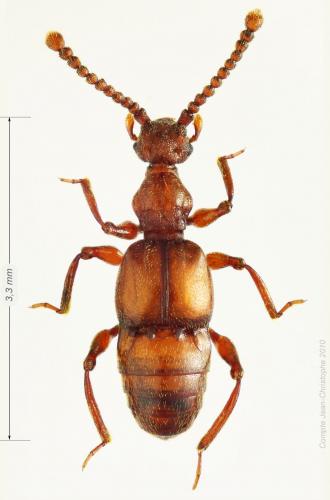 Réf. 54 647 : Batrisus formicarius