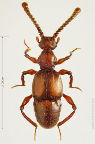 Réf. 54 646 : Batrisus formicarius
