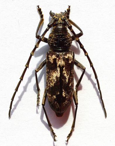 Réf. 54 969 : Aeolesthes induta
