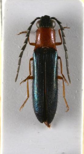 Réf. 54 766 : Cebrioninae inconnu