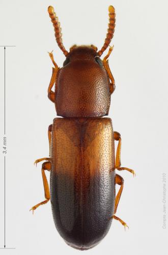 Réf. 54 615 : Corticeus bicoloroides
