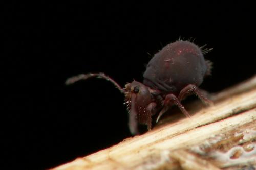 Dicyrtoma fusca