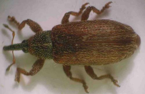 Bradybatus creutzeri