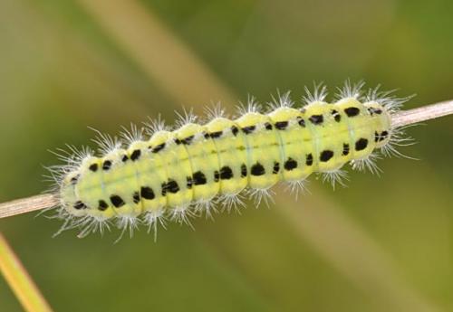 Zygaena transalpina