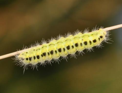 Zygaena transalpina