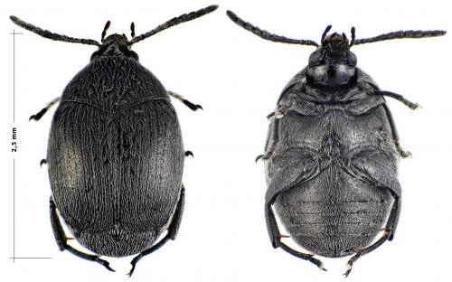 Réf. 54 796 : Spermophagus kuesteri