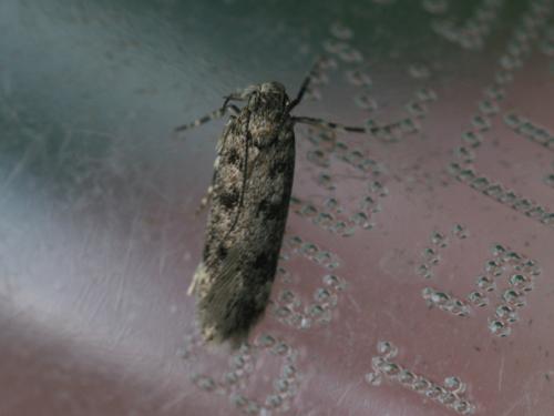Bryotropha domestica