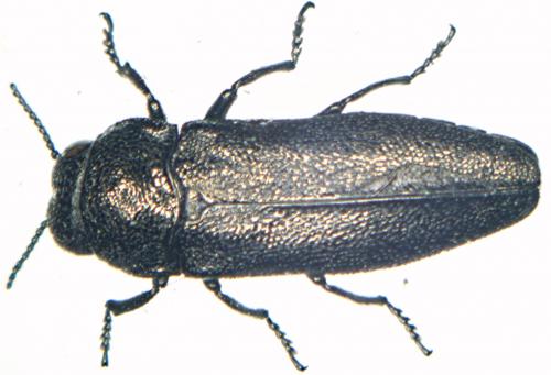 Coraebus elatus