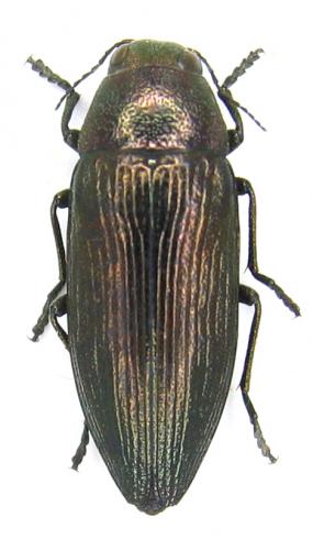 Buprestis haemorrhoidalis