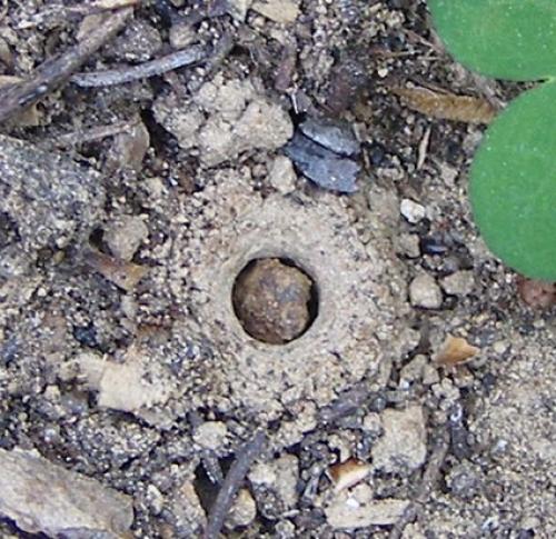 Halictus sexcinctus