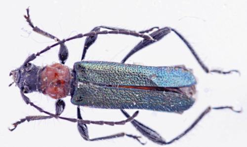 Réf. 54 929 : Callimus abdominalis