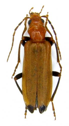 Nacerdes melanura